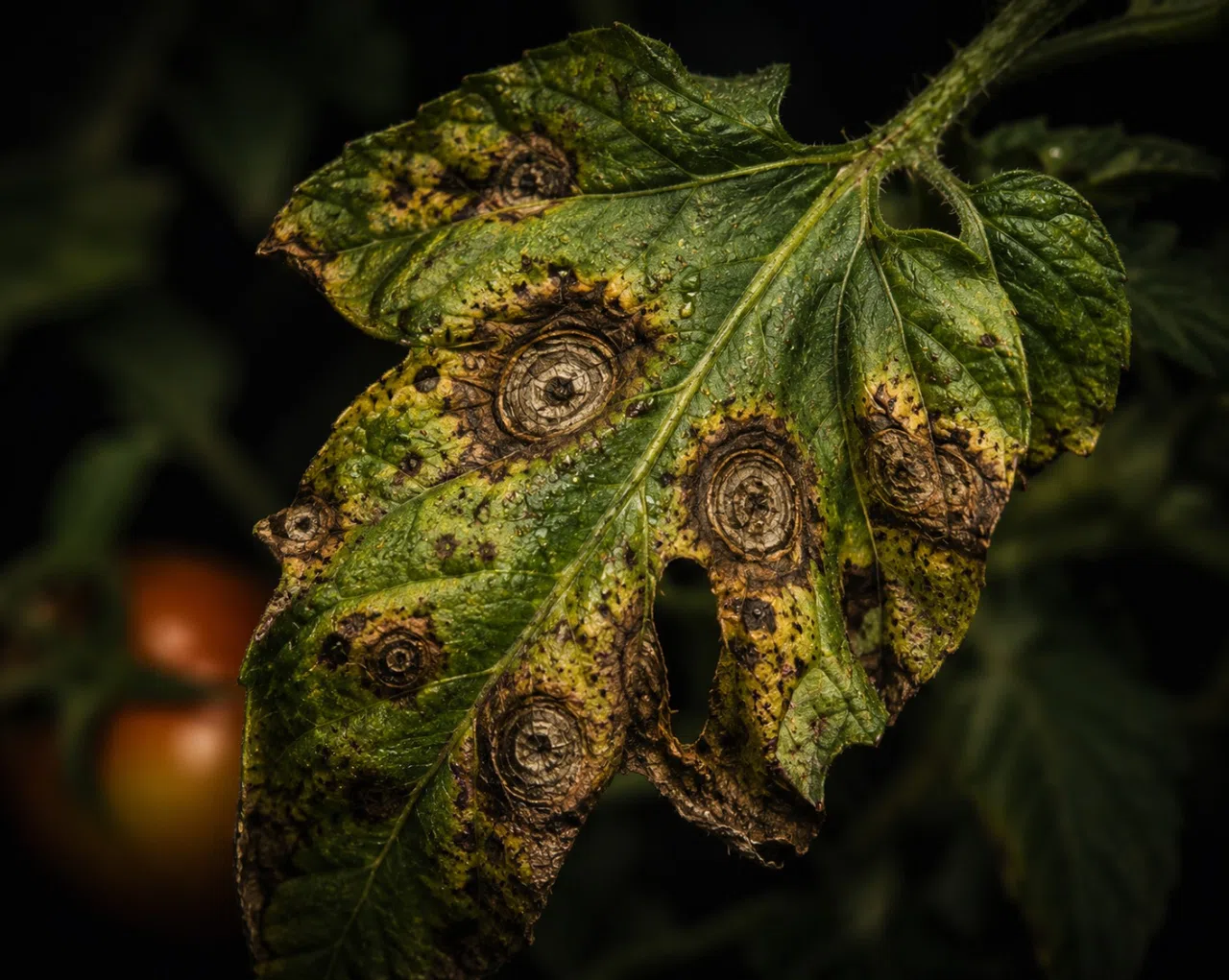 Tomato leaf showing early blight symptoms