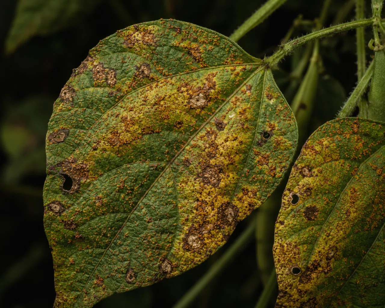 Bean leaf showing rust symptoms